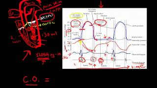 Cardiac Cycle [upl. by Ajax]