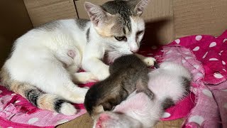 8 days old cute kitten playing with mom cat [upl. by Etteiluj]