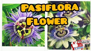 Beautiful Passiflora Flower [upl. by Ecarret]