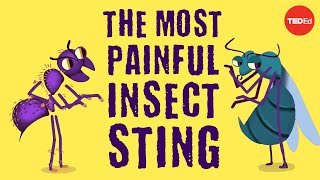 The world’s most painful insect sting  Justin Schmidt [upl. by Anaul]