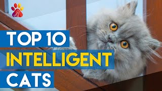 Top 10 Intelligent Cat Breeds [upl. by Caputto301]