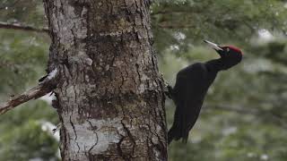 Relax in the Wild with Woodpeckers キツツキの音色  ASMR BGM  Picchio Wildlife Research Center [upl. by Teevens]