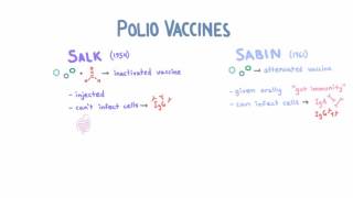 Polio Vaccines  Salk vs Sabin [upl. by Catt724]