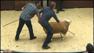 Highlights from The Scottish National Show and Sale of Texel Sheep  Ram Lambs  2011flv [upl. by Duwe]