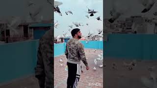 Ustad Haji Danish Ali Day 167500 📦❤️🕊️ kabootar dailyvlog kabootarvlog like morelikes [upl. by Nosaes]