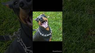 Leash Training a 3 YO Intact Male Doberman [upl. by Ahsenev]