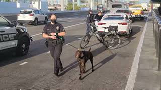 LAPD K9 Dogs in action at LAX [upl. by Funk]