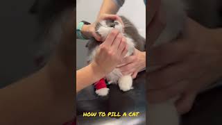 How to pill a cat [upl. by Ivey]