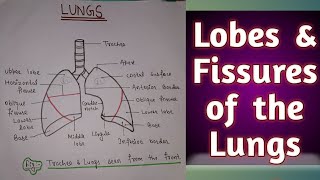 LOBES AND FISSURES OF THE LUNGS WITH DIAGRAM 👍 [upl. by Vergne]