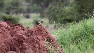 Redandyellow Barbet [upl. by Leroj]