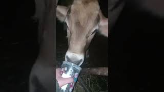 Cows discover ice cow brownswiss ayrshire cowlover cute funny farm ice dunkindonuts [upl. by Fillander622]