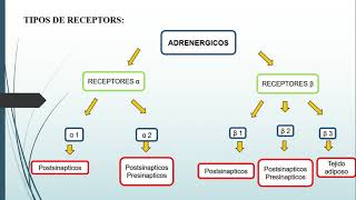 CICLO DE VIDA DE RECEPTORES FARMACOLÓGICOS [upl. by Ambrosia]