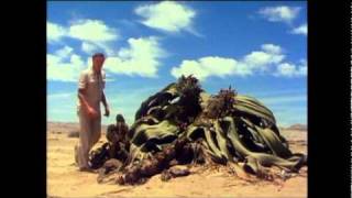 Welwitschia of the Namib desert is truly a bizarre plant a living fossil [upl. by Novart]