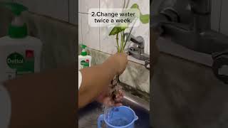 Simple Plant Water Propagation tips not to miss🌱🌱waterpropagationplantscareshortsyoutubeshorts [upl. by Olwena]