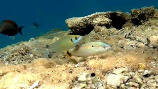 Streamlined spinefoot Siganus argenteus amp Zigzag wrasse Серебристый сиган и Зигзагообразный губан [upl. by Mabelle397]