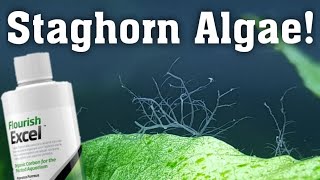 Getting Rid Of Staghorn Algae In Aquarium [upl. by Revart]