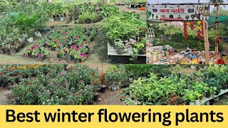 Best winter flowering plants।winter indoor amp outdoor flowering plants। [upl. by Fredia]