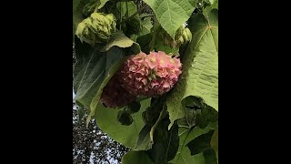 How do I prune my Pink Ball Tree Dombeya Wallichi [upl. by Macguiness]