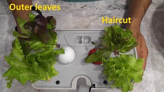 Harvesting methods for Lettuce growing in Aerogarden [upl. by Herve]