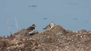 Sanderling Piovanello tridattiloCalidris alba Ringed Plover Corriere grosso Charadrius hiaticula [upl. by Oirtemed]