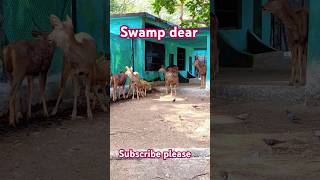 Barasinghaswamp deartrendingshorts animals zoo [upl. by Furlani]