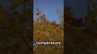 Pourquoi les feuilles changentelles de couleur en automne  🍁🌳 facts science [upl. by Cornelie]