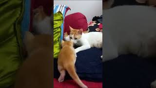 I love you little babies  Cathletics Pt 293 cute cat purepet whiskas kittens funny pets [upl. by Ettenoitna560]