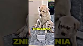 PSIA MAMA STANĘŁA W OBRONIE SWOJEGO SYNKA😱🐶 [upl. by Eduam773]