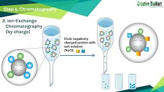 Protein Purification [upl. by Sherline661]