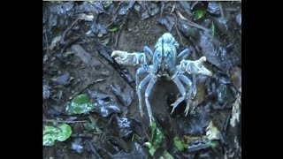 Insane Leeches in Queensland [upl. by Stetson4]