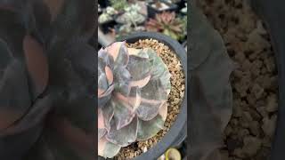 Echeveria Pollux variegated suculentas garden succulentbeauty [upl. by Notserc]