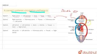 A correct systemic circulation pathway is [upl. by Merralee]