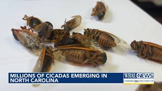 Millions of cicadas emerging in North Carolina [upl. by Mckee]