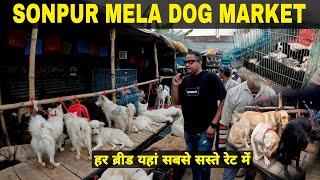 Sonpur Mela Dog Market 2024  हर नस्ल के कुत्ते पहुंचे सोनपुर मेला में देखिए इनका रेट  Matargashti [upl. by Nnaihs]