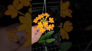 Epidendrum  Trúc Lan nguyenngocha vuonlannguyenngocha [upl. by Rozella]