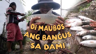 DI MAUBOS ANG BANGUS SA DAMI [upl. by Analos]