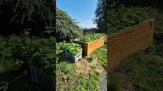 Hazel saplings in air prune boxes  Scotland tree nursery [upl. by Dracir762]