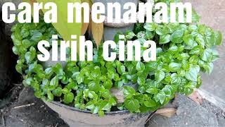 Cara Menanam Sirih Cina Cepat PanenZAKOBERE ART [upl. by Lillywhite485]