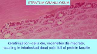 STRATUM GRANULOSUM OF EPIDERMIS [upl. by Enirehtacyram]