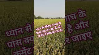 farmer marathi farming indianagriculture shortsvideo viralvideo [upl. by Laks462]