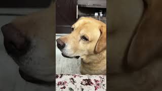 Funny dog video 😂😂😂😂😂😂😂😂 [upl. by Neicul]