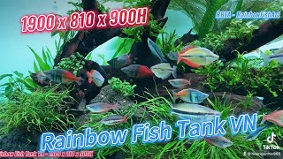 Rainbow Fish Tank VN  Layout Nature so Beautiful  Hoanganh Le [upl. by Lenny]