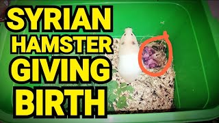 SYRIAN HAMSTER GIVING BIRTH [upl. by Ten]