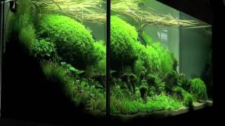 Aquascaping  Aquarium Ideas from The Art of the Planted Aquarium 2011 part 1 [upl. by Luapnaes]