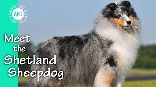 Meet the Shetland Sheepdog [upl. by Nabla]