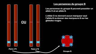 3ème  Gène Allèles et groupes sanguins [upl. by Eilloh375]