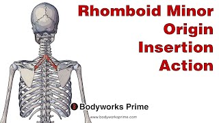 Rhomboid Minor Anatomy Origin Insertion amp Action [upl. by Elocon]