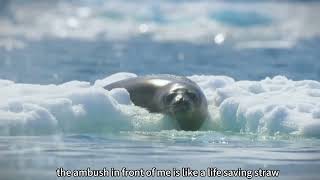 Orcas Hunt a Seal in the Antarctic Ice [upl. by Amari]