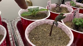 Growing Kitchen Scraps In Sand Update Video Not the Results I had Hoped For Making Changes [upl. by Cleve]