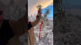 Buckthorn harvest in Armenia [upl. by Lettig]